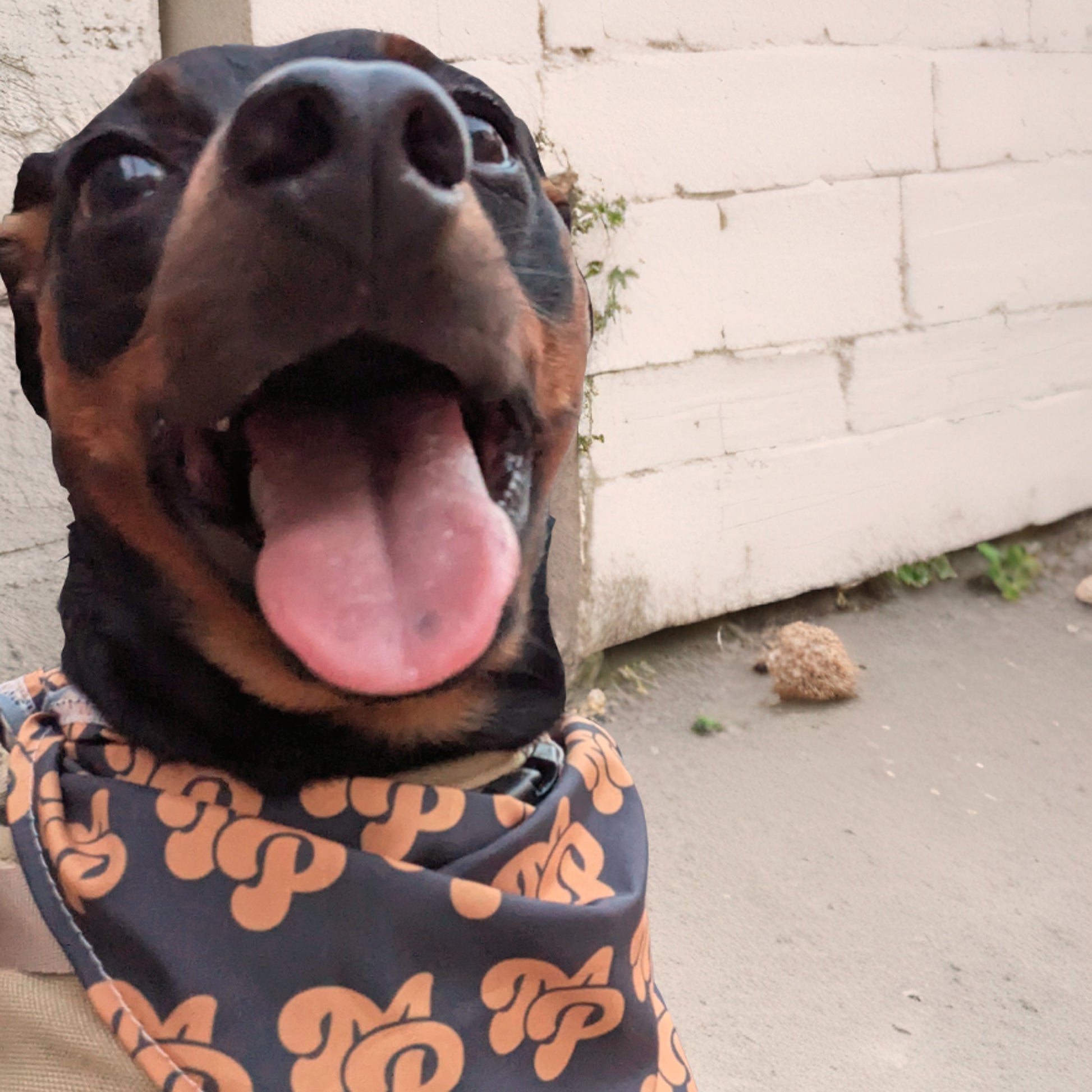 THE MP BANDANA #4